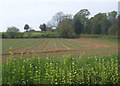 Field by Chapel Lane in CO6 4TA