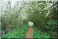 An tunnel of trees to pass through, Medway Valley Walk in ME15 0LB
