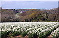 A field of white narcissus near Playing Place in TR3 6GG