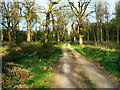 Track in East Croft Coppice in SN8 2EU