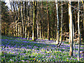 Bluebells and trees, East Croft Coppice in SN8 2EU