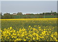 Yellow spring fields in IP14 3NA