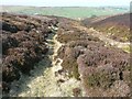 Footpath alongside Long Grain, Thurlstone Moors, Dunford in S36 4AF