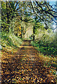 Track in Autumn in TA19 0JA