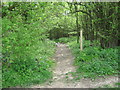 Footpath through Hope Shaw Wood in Eastling