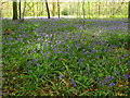 Bluebells in East Wood in East Downs Ward