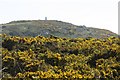 The summit of Mynydd y Garn seen through a sea of gorse in Cylch-y-Garn Community