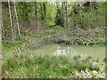 Small pool, Haugh Wood in HR1 4QY