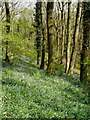 Bluebells, in Wood Copse in EX14 9BL