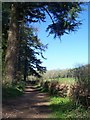 Mid Devon : Knightshayes - Footpath in EX16 7QT