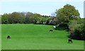 Field opposite Fairfolds Farm with Hill Wood beyond, Sandridge in AL4 9HQ