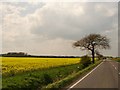 Yellow field on the A1031 in DN36 5QX