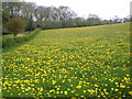 Dandelions, at Post Farm in EX14 9BL
