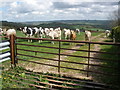 Cattle grid, near Barn-Park Farm in EX14 9BL