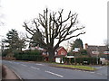 Oak tree at road junction, Barnt Green in B48 7BP