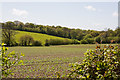 Fields and Carpenters Copse in PO17 5BD