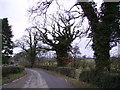 Roadside Trees in Wennington