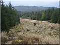 Firebreak in the Strathlachlan Forest  in PA27 8BU