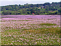 Sea Pinks on merse land in DG5 4LG