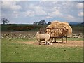 Ewe and lambs by feeding rick in NE19 2BN