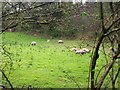 Sheep, Felin Cwrt, Login in SA34 0UX
