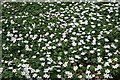 Windflowers (Anemone nemorosa) in AB52 6YP