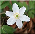 Windflower or Wood Anemone (Anemone nemorosa) in AB52 6YP