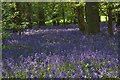 Bluebells in Brooches Wood in SG1 6BH