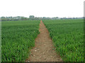 Public footpath across a cereal field in NR10 4RW