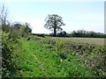 Bridle Path near Tintinhull in BA22 8QN