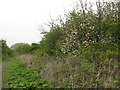 Apple tree by the old railway in EH29 9DP