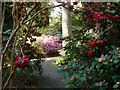 Rhododendron and azalea in PH2 7NS