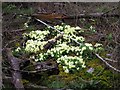 Wild Primulas in brash in DG7 1SP