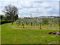 Thatcher's cider orchards 1 in BS25 5QS