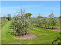 Thatcher's cider orchards 2 in BS25 5QS