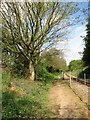 Heading towards Buxton on the Bure Valley Walk in NR12 7HS