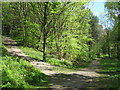 Footpath junction in Joyden's Wood in DA5 2AY