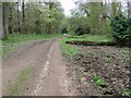Bridleway in Breamore Woods in SP6 2DB