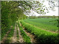 The route of the Stour Valley Walk in TN26 1EX