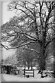Trees in the snow, 2009 in BA3 5DZ