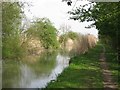 Aylesbury Arm: The End of the fringing Reeds in HP22 7DE