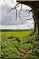Footpath across field north of Prior's Hold Farm in PO17 6DF