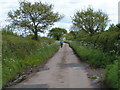 A lovely lane for cycling in EX5 7EE
