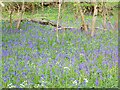 Bluebells near Whitsbury in SP6 3PL