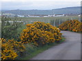 Whins in bloom near Inverness Airport in Culloden and Ardersier Ward