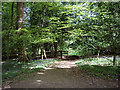 Footpath through Pasture Wood, near Abinger Common in RH5 6JQ