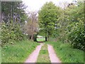 Track through church copse, looking north in SP5 1AN