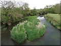 River Welland downstream from Wakerley bridge in LE15 8EH