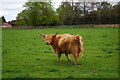 Highland cow in SP6 3PL
