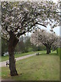 Spring blossom on the Promenade in LD3 8DT